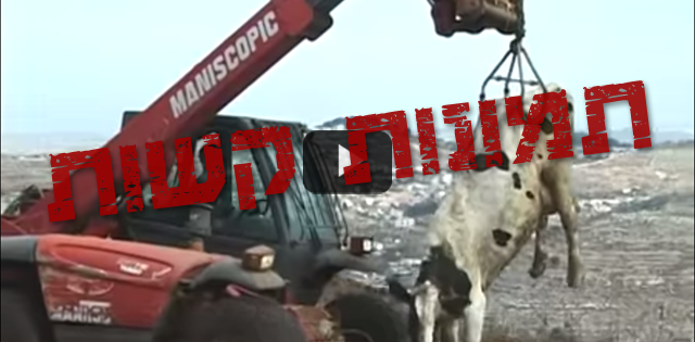 תעשיית החלב