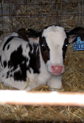 calf-3