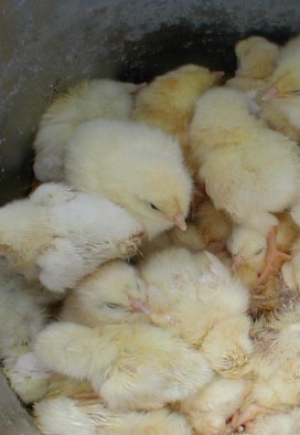 chicken_meat19
