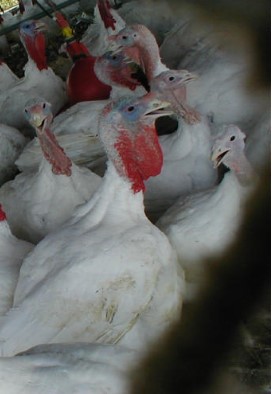 chicken_meat24