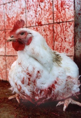 chicken_meat68