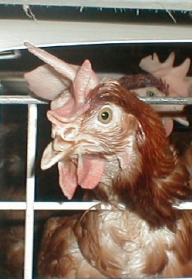 eggs17
