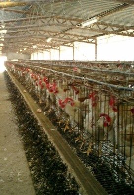 eggs45