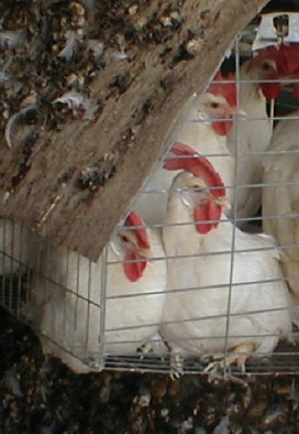 eggs49