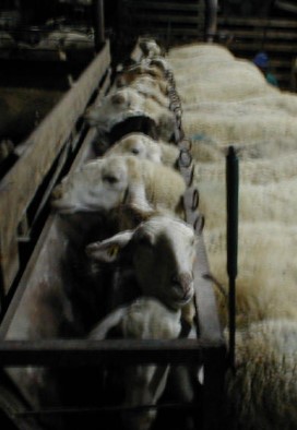 sheep_goat_milk1