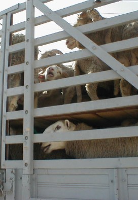 sheep_meat3