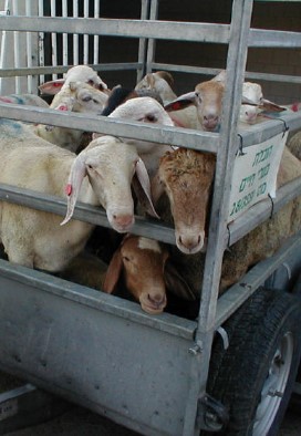sheep_meat5