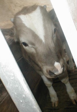veals_meat7